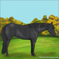 Horse Color:Black Rabicano 