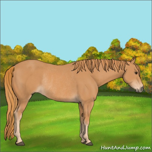 Horse Color:Chestnut Rabicano