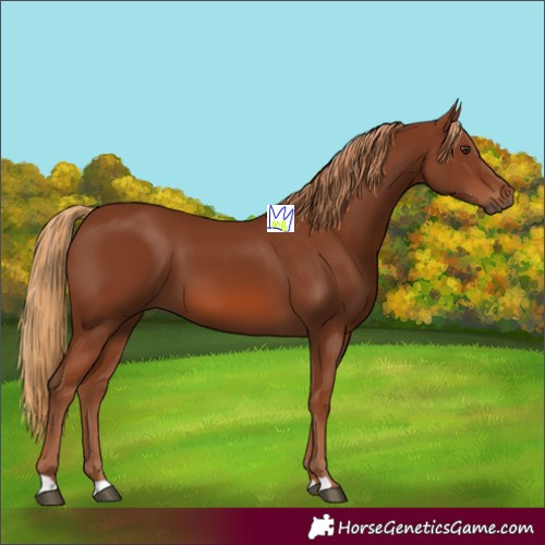 Horse Color:Chestnut 