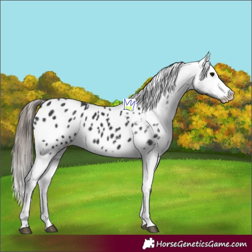 Horse Color:Black Appaloosa 