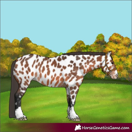 Horse Color:Bay Appaloosa 