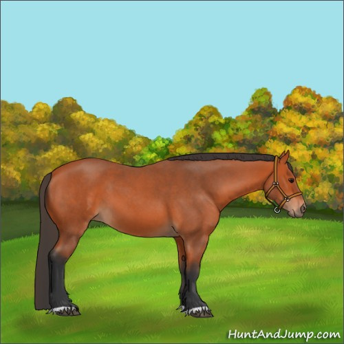 Horse Color:Bay Roan 