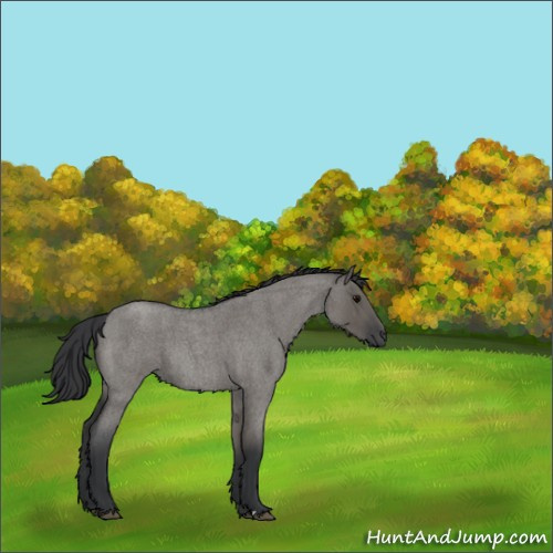 Horse Color:Grullo Roan 