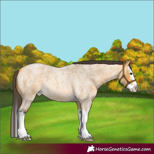 Horse Color:Buckskin Roan Splash 
