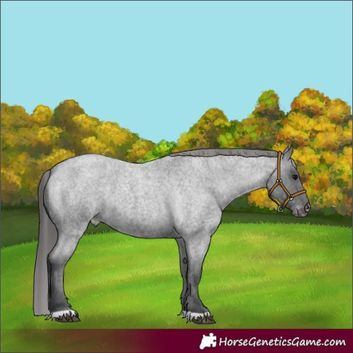 Horse Color:Blue Roan Appaloosa 