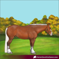 Horse Color:Silver Bay 