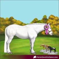 Horse Color:Palomino Roan Pearl Blanket 