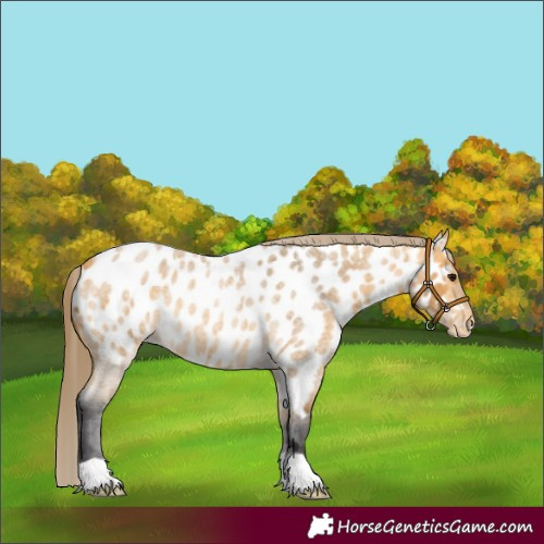 Horse Color:Buckskin Roan Near Leopard 