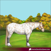 Horse Color:Buckskin Roan Near Leopard 
