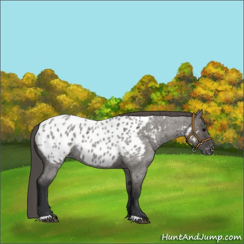 Horse Color:Grullo Roan Appaloosa 