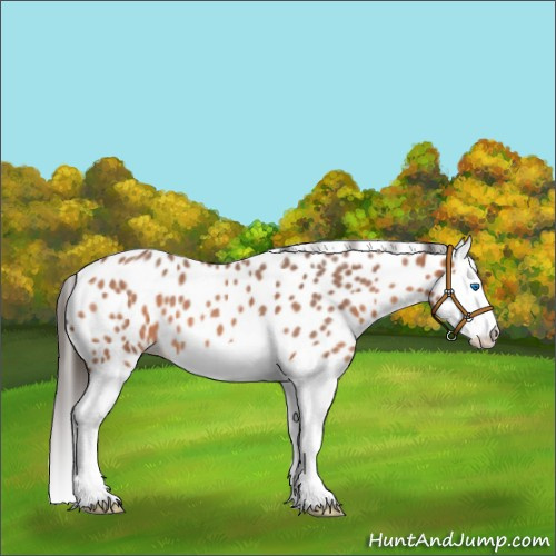 Horse Color:Bay Roan Splash Appaloosa 