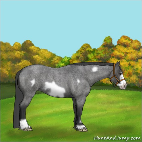 Horse Color:Blue Roan Frame Appaloosa 
