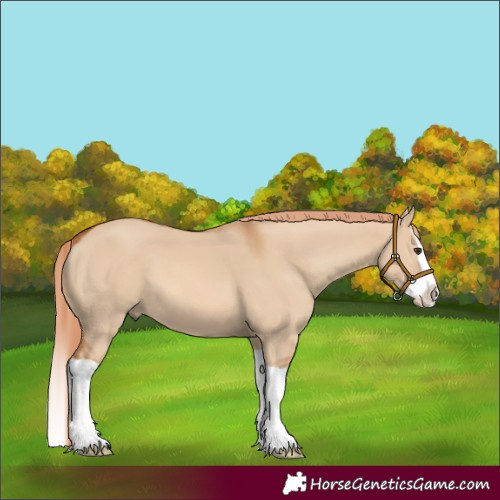 Horse Color:Red Dun Splash 