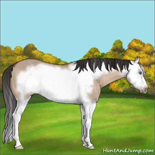 Horse Color:Brown Dun Splash Frame 