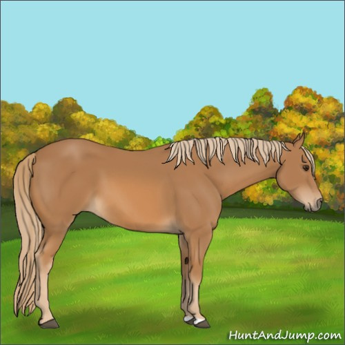Horse Color:Unknown 