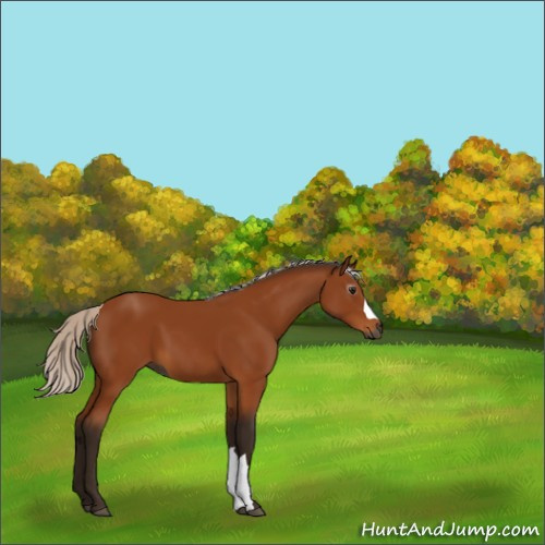 Horse Color:Unknown 