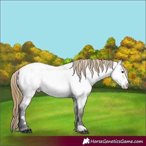 Horse Color:Smoky Grullo Roan Frame Appaloosa 