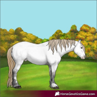 Horse Color:Smoky Grullo Roan Frame Near Fewspot 