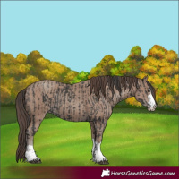 Horse Color:Black and Classic Champagne