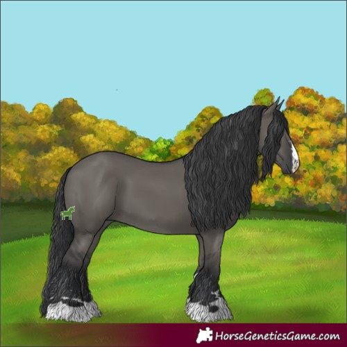 Horse Color:Grullo 