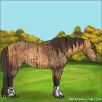 Horse Color:Bay Rabicano  and Buckskin Rabicano 