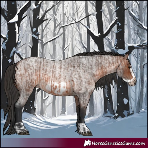 Horse Color:Brown Roan Rabicano  and Brown Roan Frame Rabicano 