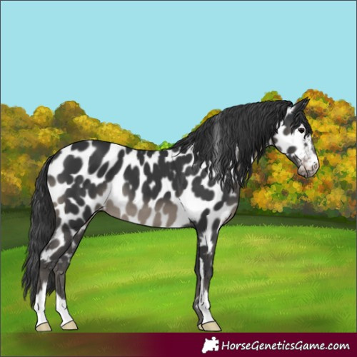 Horse Color:Black Sabino Appaloosa