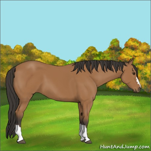 Horse Color:Bay 