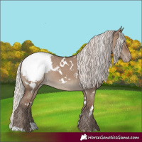 Horse Color:White Spotted Silver Grullo Appaloosa 