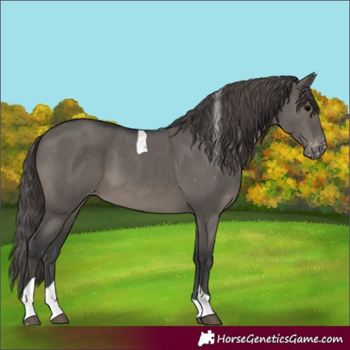 Horse Color:Grullo Tobiano Appaloosa 