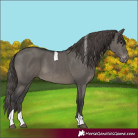Horse Color:Grullo Tobiano Appaloosa 