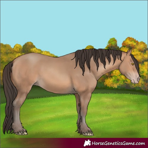 Horse Color:Amber Champagne 