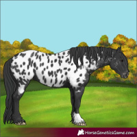 Horse Color:Black Near Leopard 