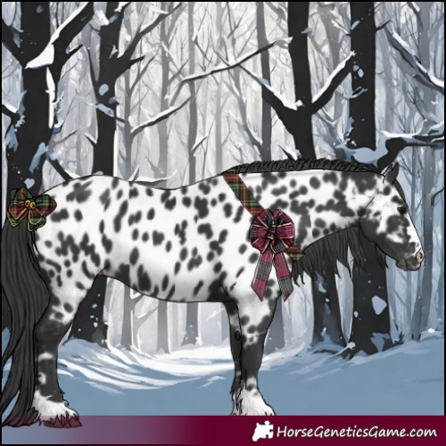Horse Color:Black Appaloosa 