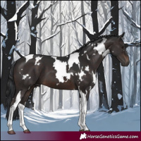 Horse Color:White Spotted Brown Tobiano 
