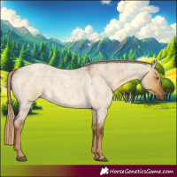 Horse Color:Chocolate Palomino Roan Dun 