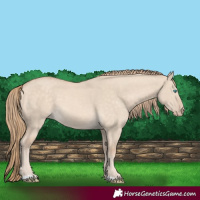Horse Color:Perlino Dun 