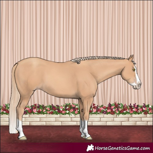 Horse Color:Gold Champagne Splash 