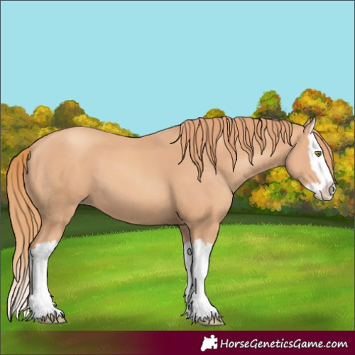 Horse Color:Gold Champagne Splash 