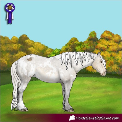 Horse Color:White Spotted Silver Buckskin Dun Appaloosa 