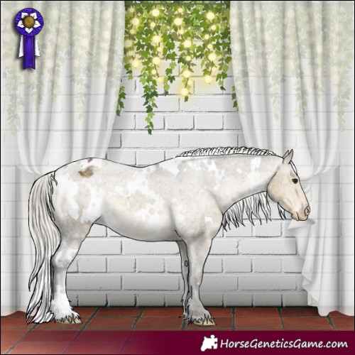 Horse Color:White Spotted Silver Buckskin Dun Appaloosa 