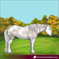Horse Color:White Spotted Silver Bay Dun Splash 
