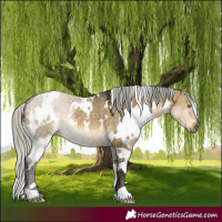 Horse Color:White Spotted Silver Buckskin Dun