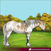 Horse Color:White Spotted Silver Buckskin Dun 