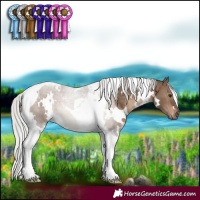 Horse Color:White Spotted Silver Brown Dun Tobiano