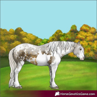 Horse Color:White Spotted Silver Buckskin Mushroom Sabino 