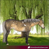 Horse Color:White Spotted Silver Buckskin Mushroom Rabicano 