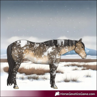 Horse Color:White Spotted Buckskin Blanket 