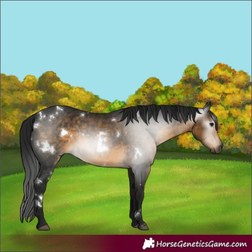 Horse Color:Gray White Spotted Buckskin Rabicano 