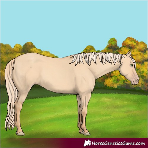 Horse Color:Gold Champagne Dun Rabicano